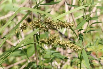 Carex crus-corvi, photographed by Quinten Wiegersma