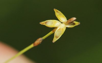 Carex radiata, photographed by Quinten Wiegersma