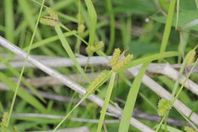 Carex granularis, photographed by Quinten Wiegersma