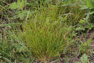 Eleocharis obtusa, photographed by Quinten Wiegersma