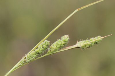 Carex swanii, photographed by Quinten Wiegersma
