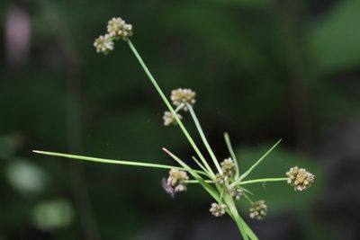 Scirpus hattorianus, photographed by Quinten Wiegersma