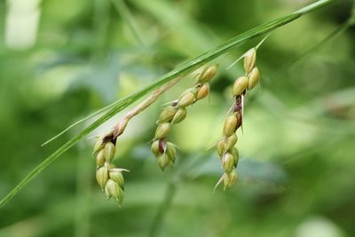 Carex davisii, photographed by Quinten Wiegersma