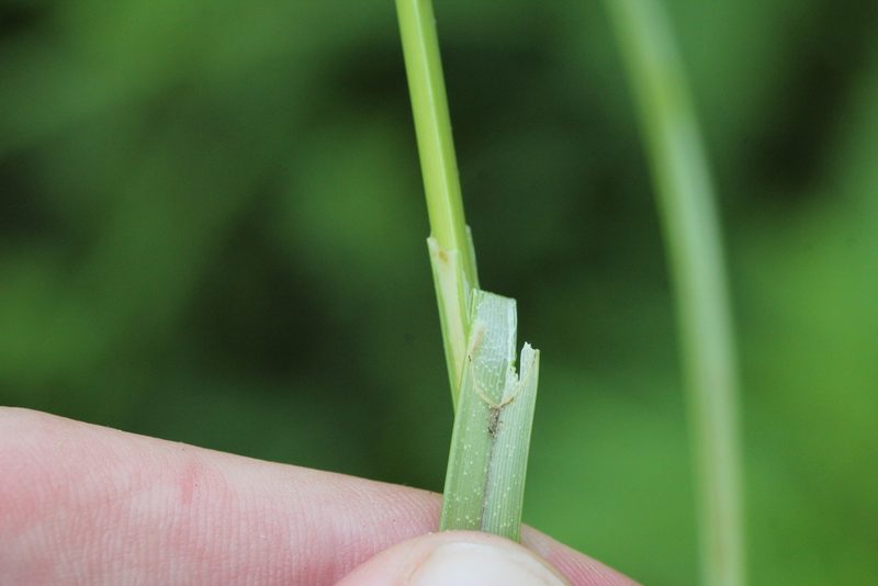 Carex hyalinolepis, photographed by Quinten Wiegersma