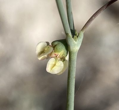Eriogonum hookeri, photographed by Matt Berger