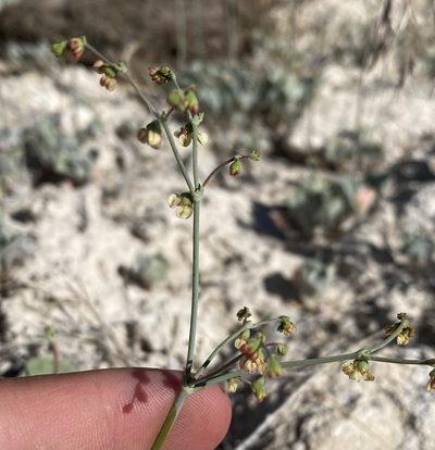 Eriogonum hookeri, photographed by Matt Berger