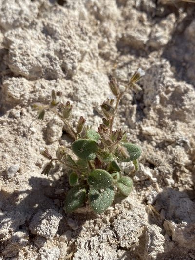 Phacelia incana, photographed by Matt Berger