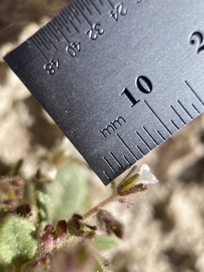 Phacelia incana, photographed by Matt Berger