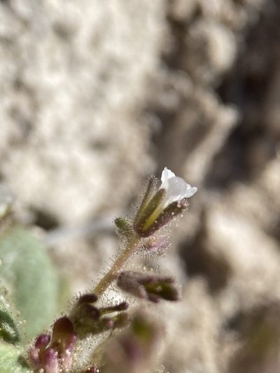 Phacelia incana, photographed by Matt Berger