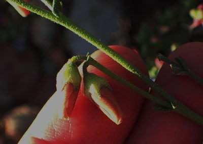 Hermannia pulverata, photographed by Nicola van Berkel