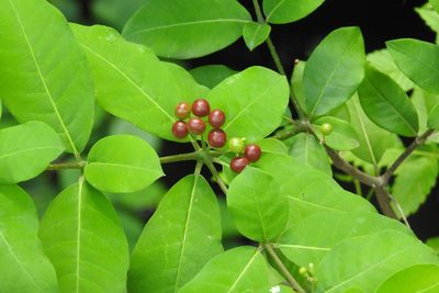 Rauvolfia tetraphylla, photographed by Sebastián de Jesús Herrera Buenfil