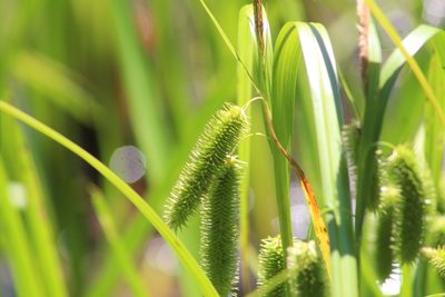 Carex comosa, photographed by Steven Lamonde