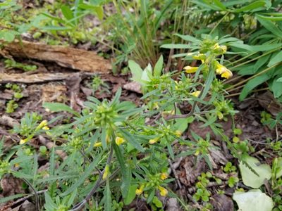 Pedicularis labradorica, photographed by Syd Cannings