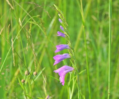 Gladiolus imbricatus, photographed by Nicolás Tamargo