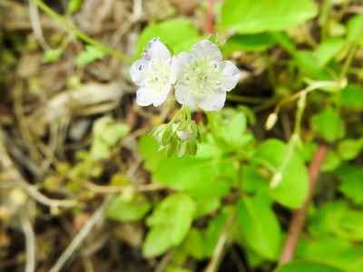 Phacelia dubia, photographed by Tom Field