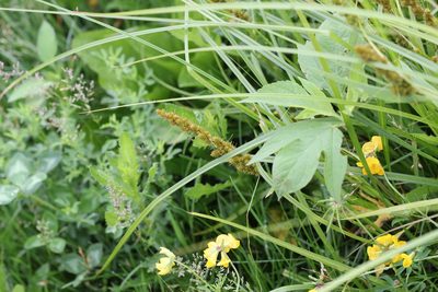 Carex vulpinoidea, photographed by Quinten Wiegersma