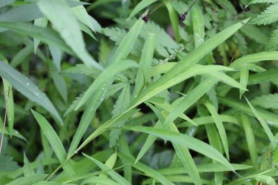 Leersia virginica, photographed by Quinten Wiegersma