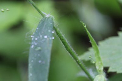 Dichanthelium implicatum, photographed by Quinten Wiegersma