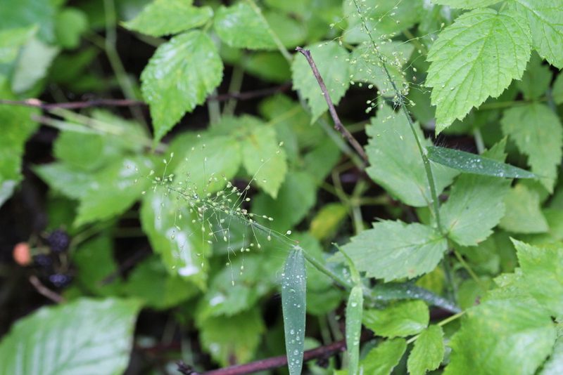 Dichanthelium implicatum, photographed by Quinten Wiegersma