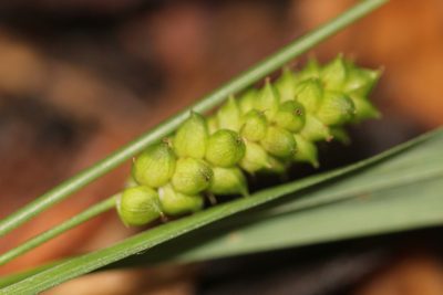Carex granularis, photographed by Quinten Wiegersma