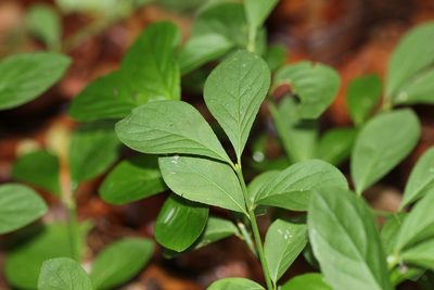Euonymus obovatus, photographed by Quinten Wiegersma