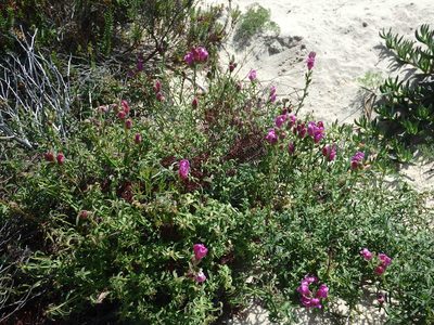 Antirrhinum cirrhigerum, photographed by Duarte Frade