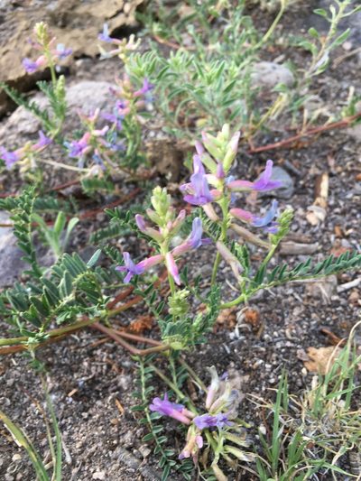 Astragalus hallii, photographed by Jill DeVito, PhD