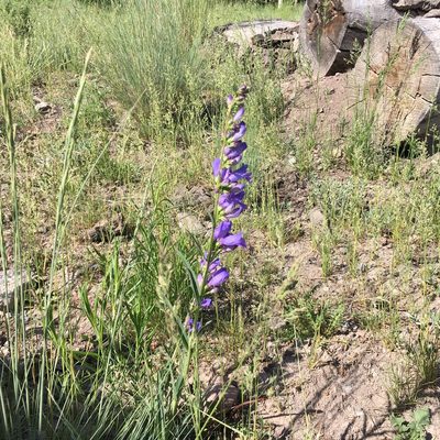 Penstemon strictus, photographed by Jill DeVito, PhD
