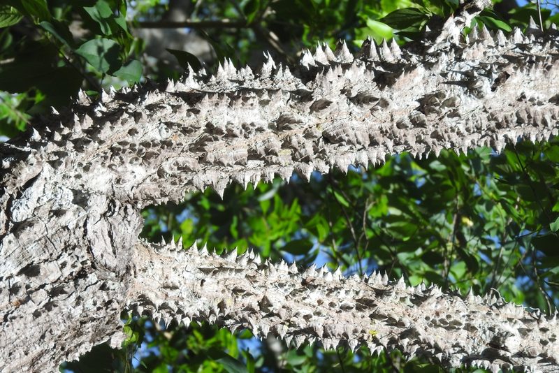 Ceiba schottii, photographed by Sebastián de Jesús Herrera Buenfil