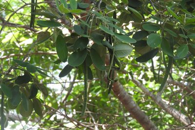 Senna atomaria, photographed by Sebastián de Jesús Herrera Buenfil