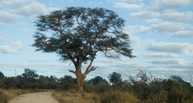 Faidherbia albida, photographed by Tony Rebelo