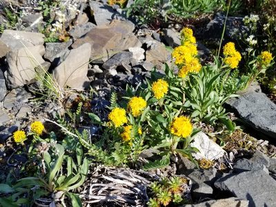 Solidago multiradiata, photographed by Syd Cannings