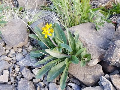 Senecio lugens, photographed by Syd Cannings