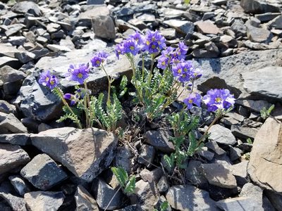 Polemonium boreale, photographed by Syd Cannings