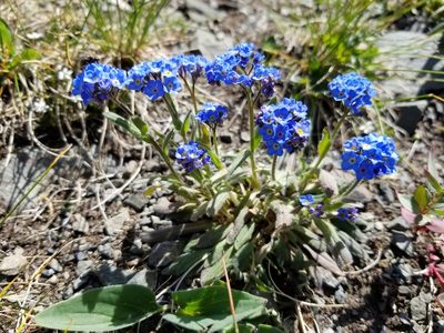 Myosotis asiatica, photographed by Syd Cannings