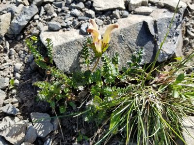 Pedicularis capitata, photographed by Syd Cannings