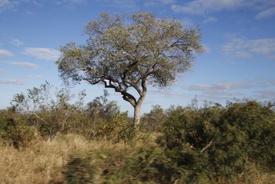 Sclerocarya birrea, photographed by Tony Rebelo