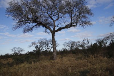 Sclerocarya birrea, photographed by Tony Rebelo