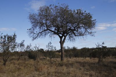Sclerocarya birrea, photographed by Tony Rebelo