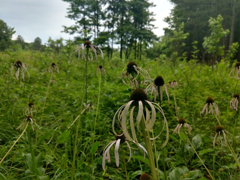 Echinacea laevigata, photographed by Jamie Carter