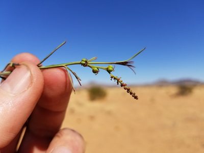 Stillingia linearifolia, photographed by Bob Miller