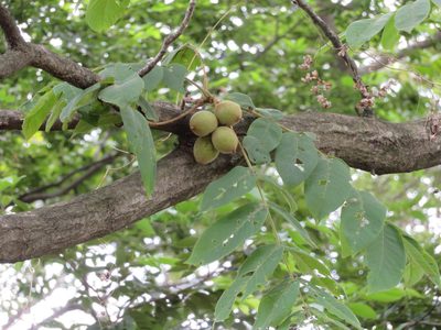Juglans mandshurica, photographed by Marco Mussita