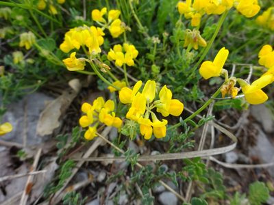 Coronilla minima, photographed by Guillaume Hoffmann