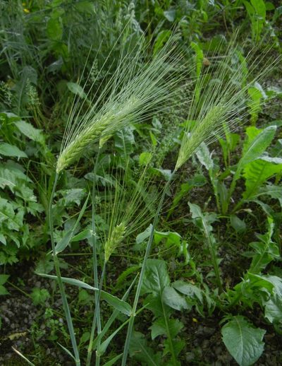 Hordeum vulgare, photographed by Jon Mortin