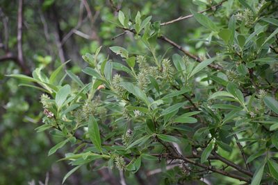 Salix glauca, photographed by Syd Cannings