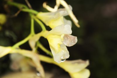 Rodriguezia granadensis, photographed by Daniel Mesa