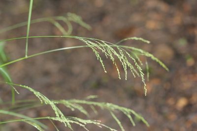 Glyceria striata, photographed by Quinten Wiegersma