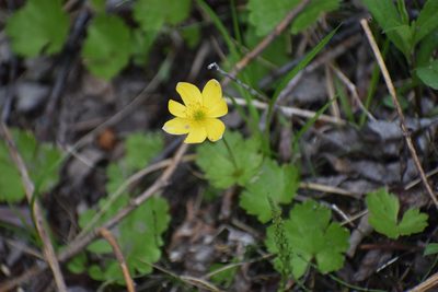 Anemonastrum richardsonii, photographed by Syd Cannings