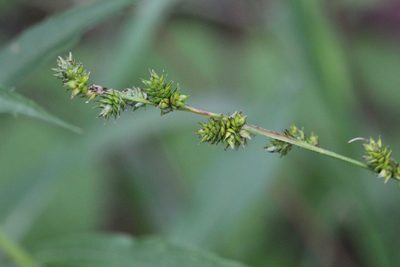 Carex sparganioides, photographed by Quinten Wiegersma