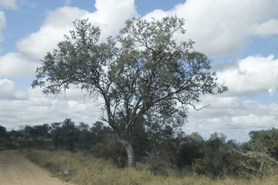 Combretum imberbe, photographed by Tony Rebelo